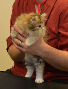 sibirisk kattunge Lyra