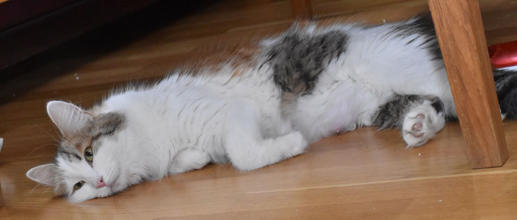 sibirisk katt Tracie