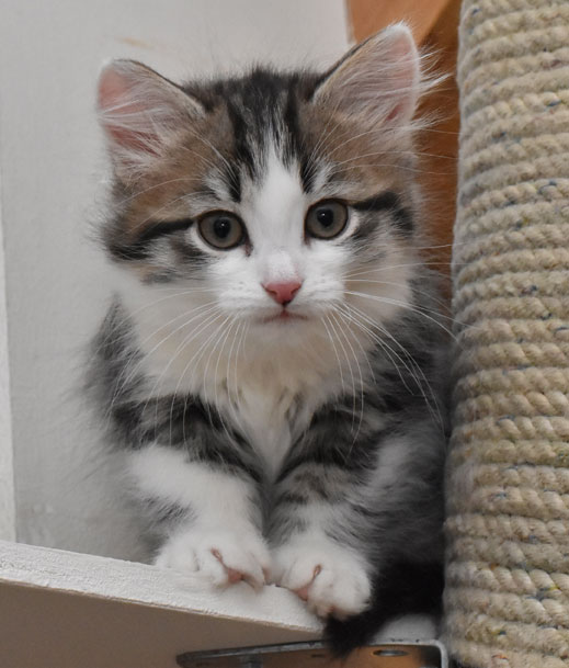 sibirisk kattunge Kalypso