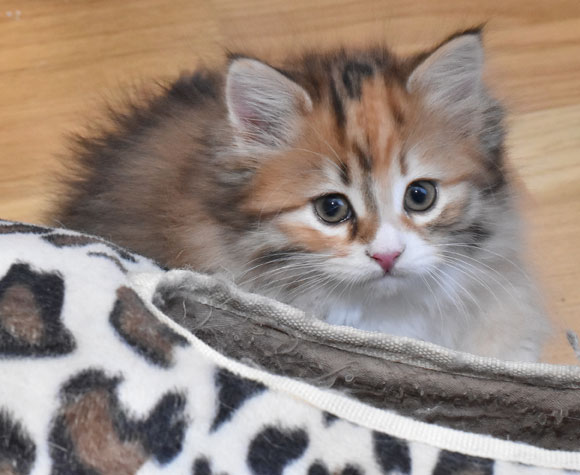 sibirisk kattunge Lyra
