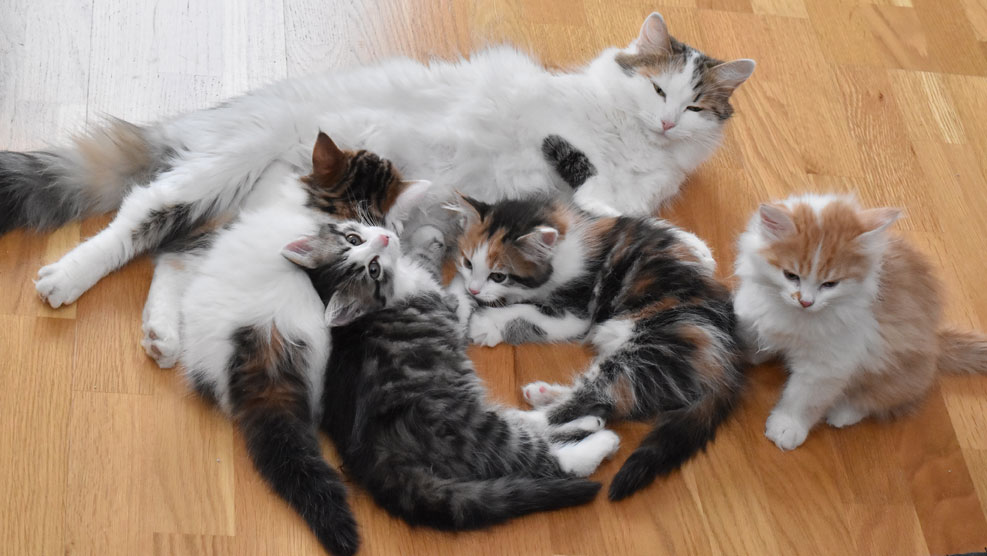 sibirisk kattungar Tracie med Kk-kull