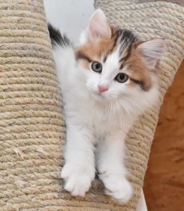 sibirisk kattunge Kk-kull
