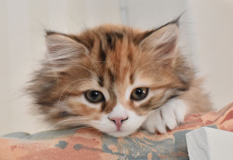 sibirisk kattunge Lyra