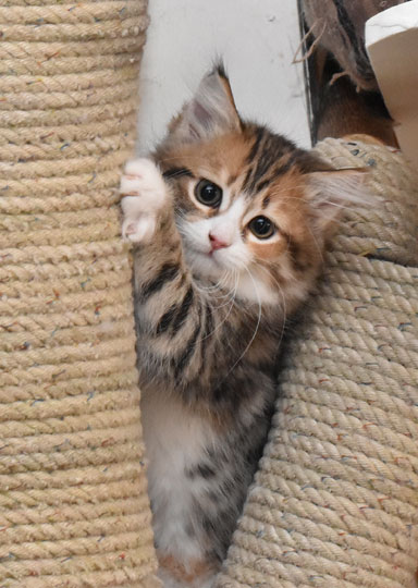 Sibirisk kattunge Libra