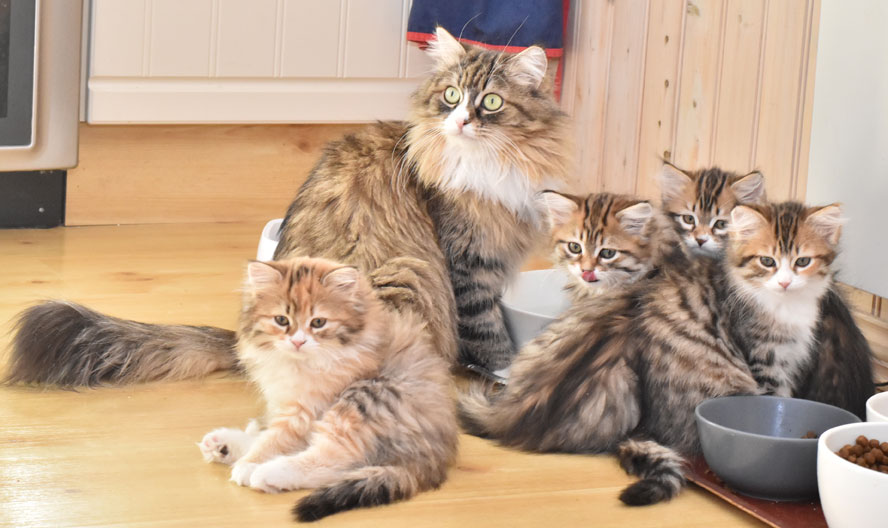 sibirisk katt Mitzi med Ll-kull