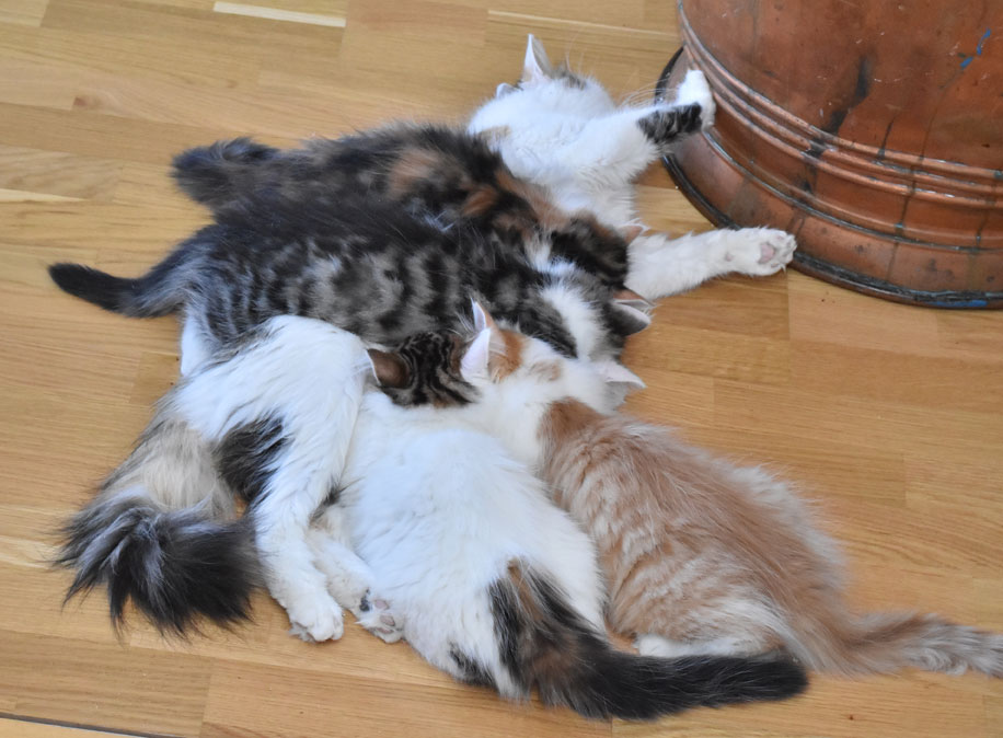 sibiriska kattungar Tracie med Kk-kullen