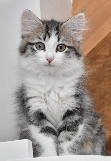sibirisk kattunge Kalypso