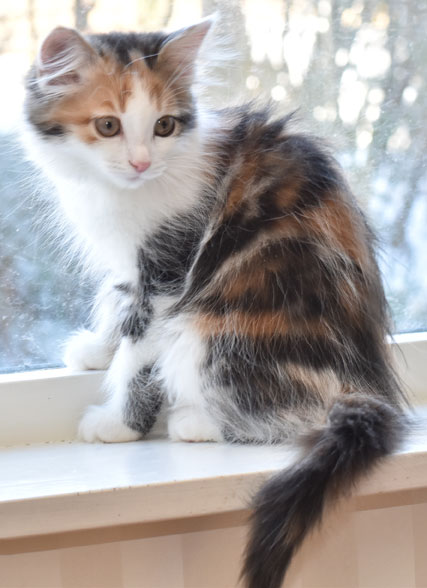sibirisk kattunge Katja