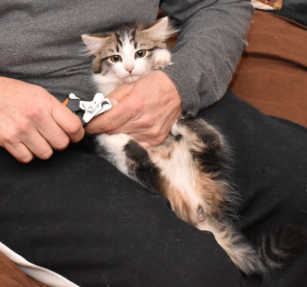 sibirisk kattunge Kalypso