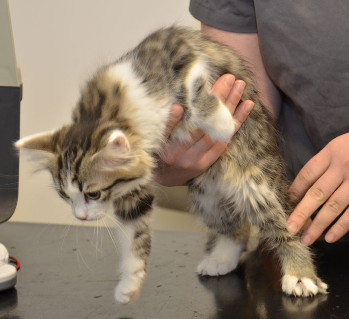 sibirisk kattunge Kalypso