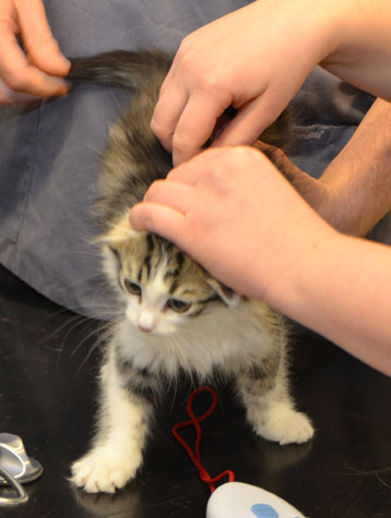 sibirisk kattunge Kalypso