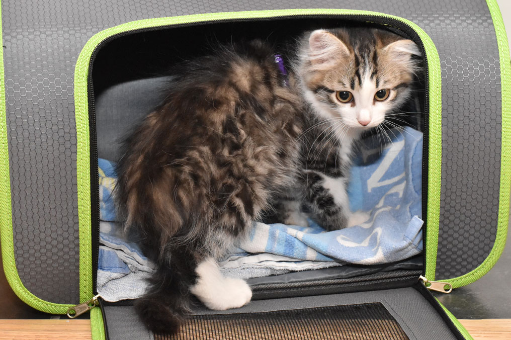 sibirisk kattunge Kalypso