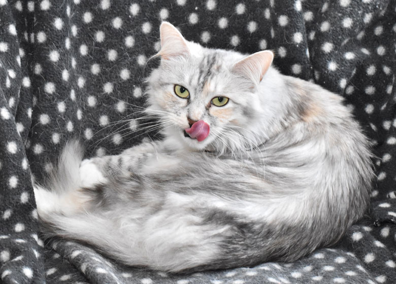 sibirisk katt Zinnie