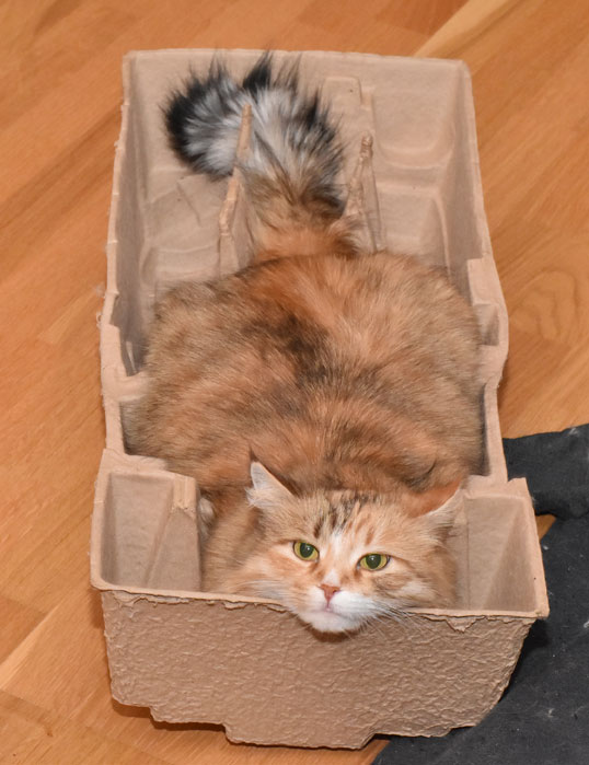 Sibirisk katt Dani