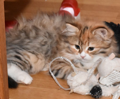 sibirisk kattunge Lyra