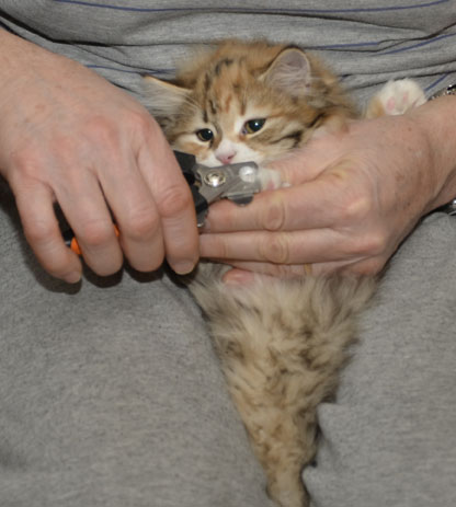 sibirisk kattunge Lyra