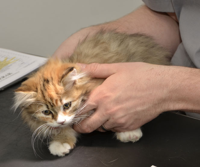 sibirisk kattunge Lyra