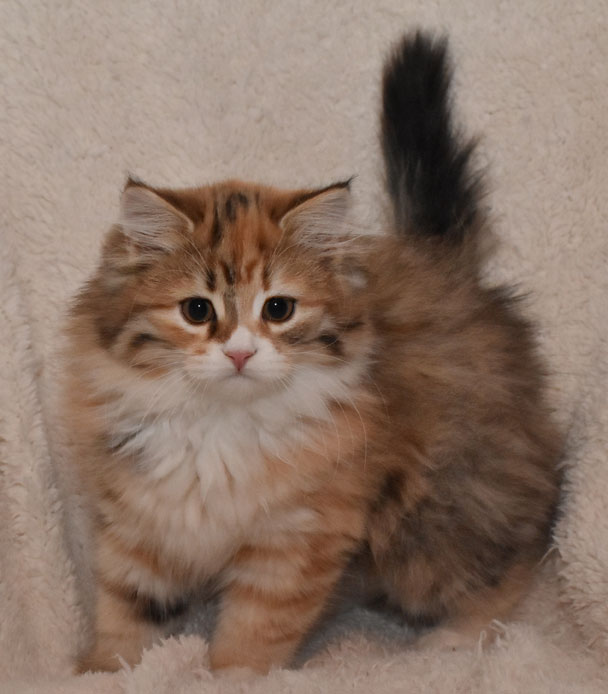 sibirisk kattunge Lyra