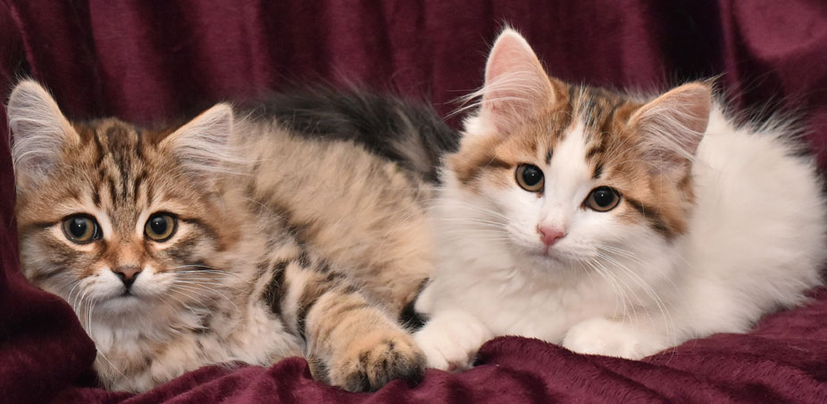 sibiriska kattungar Lulin Katz
