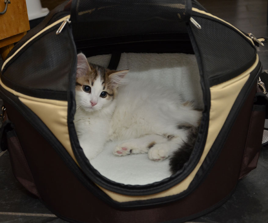 sibirisk kattunge Katz