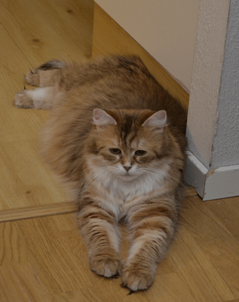 sibirisk katt Uni