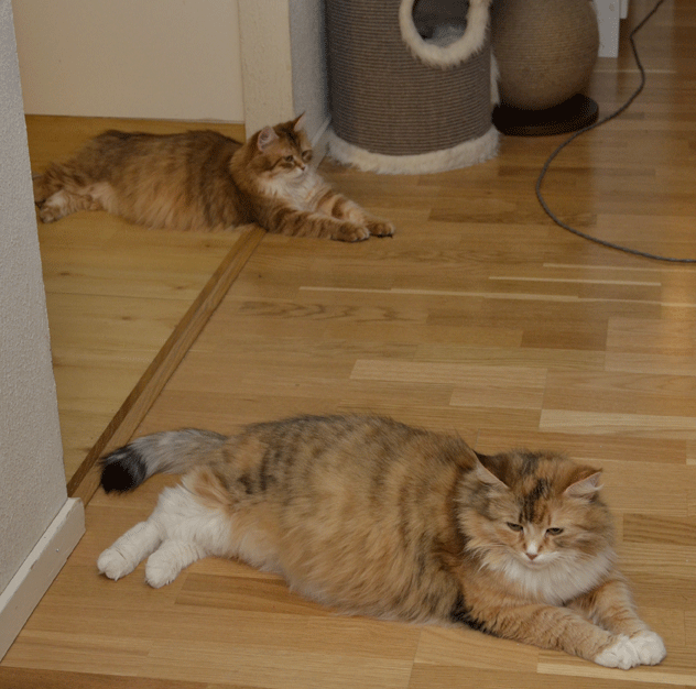 sibirisk katt Uni och Dani
