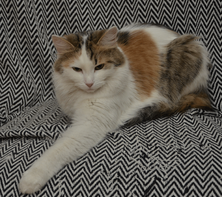 sibirisk katt Tracie