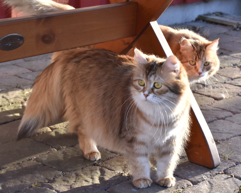 sibirisk katt Uni och Dani