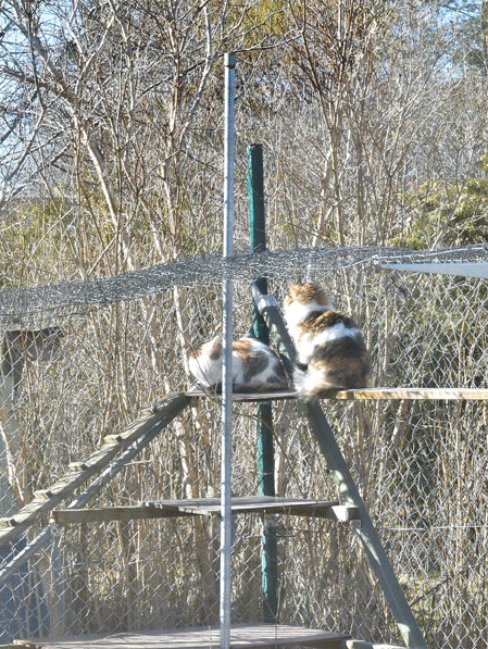 sibirisk katter Colbie och Tracie