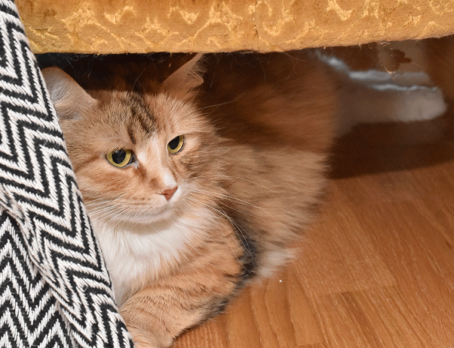 sibirisk katt Dani