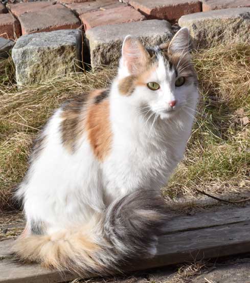 sibirisk katt Tracie