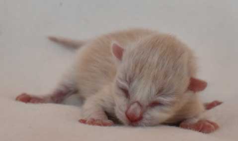 Sibirisk kattynge Magni