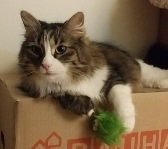 Sibirisk katt Tellus