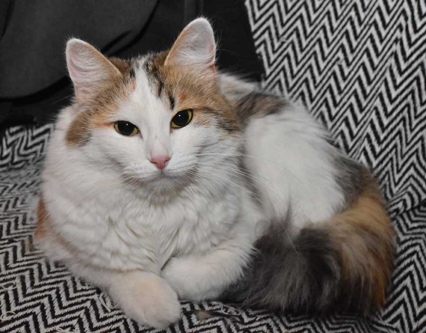 sibirisk katt Tracie