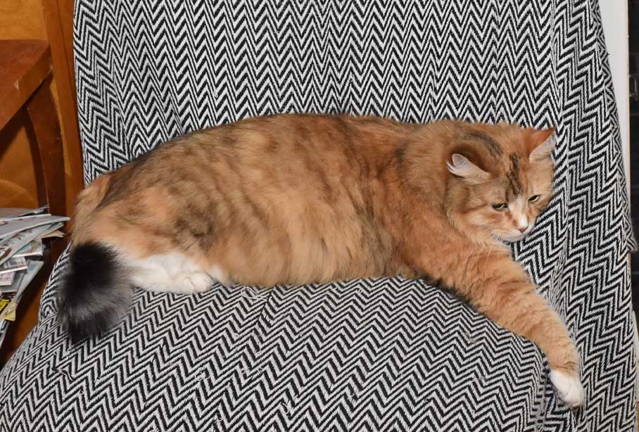 sibirisk katt Dani