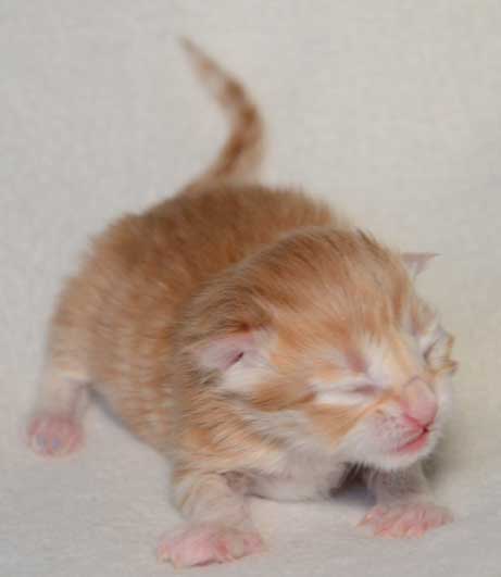 sibirisk kattunge Naruto