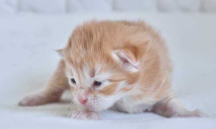 sibirisk kattunge Naruto