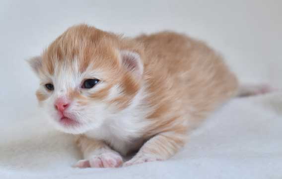 sibirisk kattunge Neptune