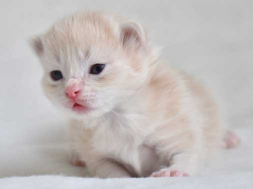 Sibirisk kattunge Magni