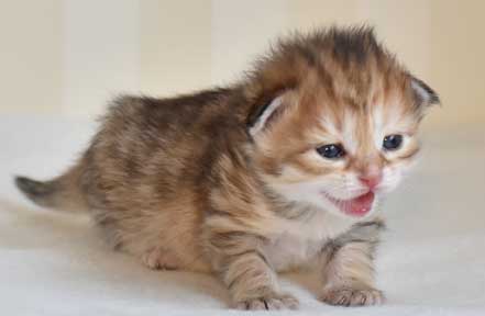 sibirisk kattunge Monroe