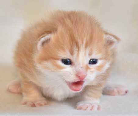 sibirisk kattunge Nimoy