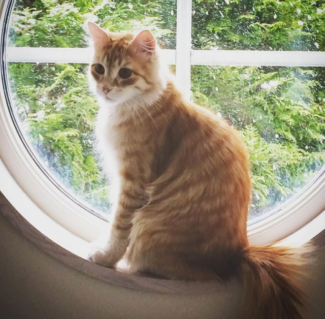 Sibirisk katt Irwin