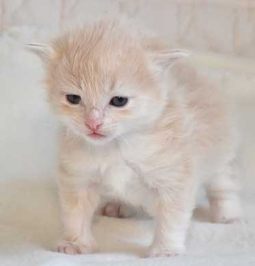 Sibirisk kattunge Magni