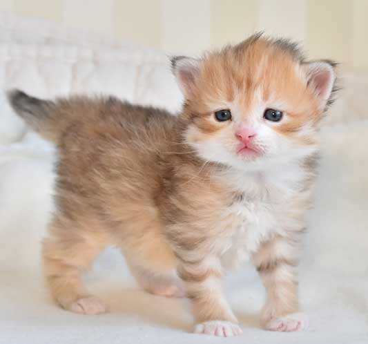 sibirisk kattunge Miranda