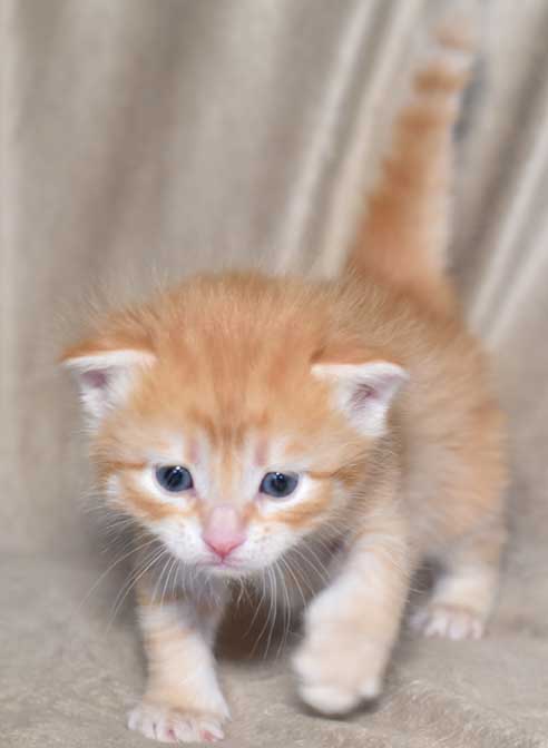 sibirisk kattunge Naruto