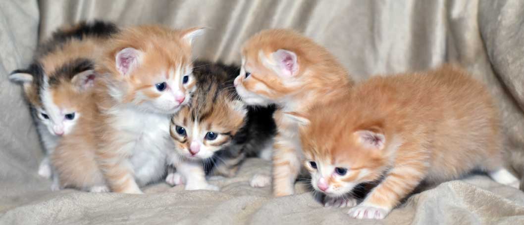 sibirisk kattungar Nn-kull