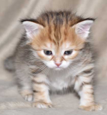 sibirisk kattunge Monroe