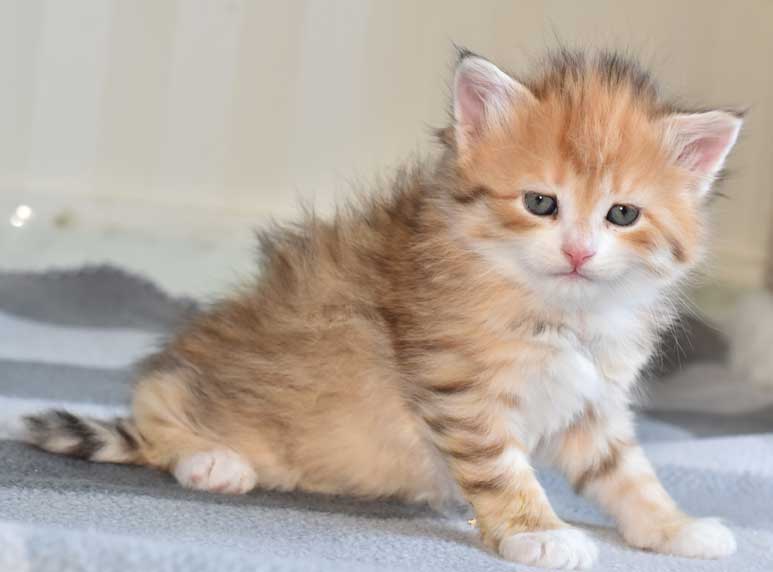 sibirisk kattunge Miranda