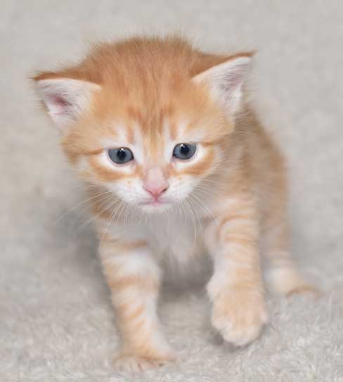 sibirisk kattunge Naruto