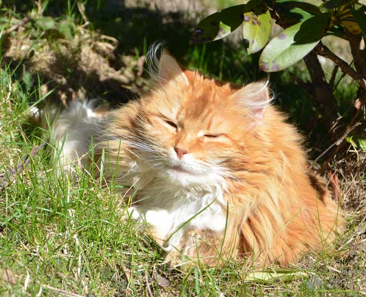 sibirisk katt